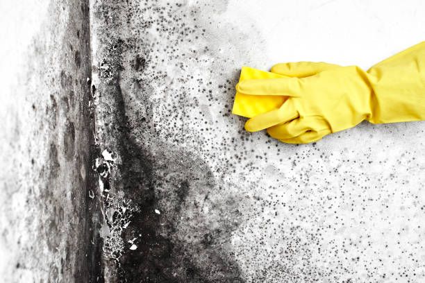 Best Attic Mold Removal  in Kingstown, MD
